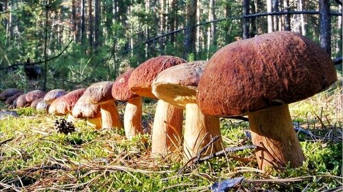 Ленточный бор Алтайского края